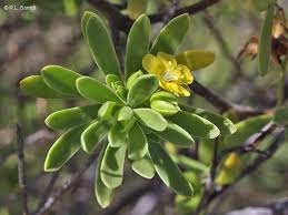 Image result for Surianaceae