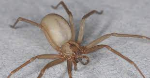 The bite might not hurt much at first. Why You Need Not Fear The Poor Misunderstood Brown Recluse Spider Wired