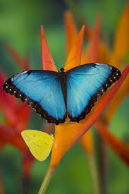 It is also the symbol of sociability. Tropical Butterfly The Blue Morpho On Orange Heliconia Flowers Premium Photographic Print Darrell Gulin Art Com