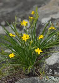 Image result for Hypoxis rigidula