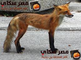 ماذا تعرف عن ثعلب الصحراء الفتك Fennecus Fox Animals