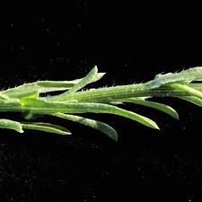 Image result for Nidorella welwitschii