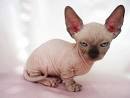 5 Things to Know About Minskin Cats - Petful