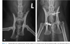 This video provides an overview of pelvic floor anatomy including key muscles and their functions. Figure 2 From Fixation Of Pelvic Floor Fractures In Cats Semantic Scholar