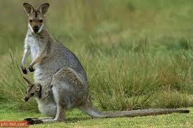 صور الكنغر معلومات عن الكنغر واين يعيش Animal Photo Animals Habitats