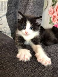 Black And White Kitten With Stretchy Toes White Kittens Black And White Kittens Kittens Cutest