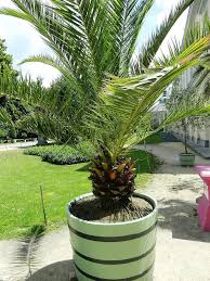 Maybe you would like to learn more about one of these? How To Landscape With Palm Trees In Houston Lawnstarter