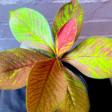 Image result for Euphorbia grantii