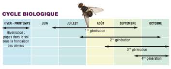 C'est le cas en particulier de la mouche de l'olive (dacus oleae) qui dépose ses œufs sur les fruits. La Mouche De L Olive Bergon Nature Jardin