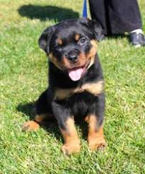 Check spelling or type a new query. 6 Best Rottweiler Breeders In California 2021 We Love Doodles