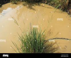 Image result for Oryza longistaminata