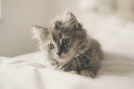 American Longhair Cat Cat Breeds Encyclopedia