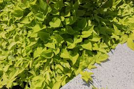 Sweet potato vines are tropical plants that are evergreen in usda plant hardiness zones 8 through 11, depending on variety. Sweet Potato Vine Plant Care Growing Guide