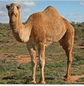 Fill an entire class period by reading a professionally crafted passage and answering multiple choice and short answer questions guaranteed to get the gears turning. Readtheory Free Reading Comprehension Worksheets 5th Grade Camels