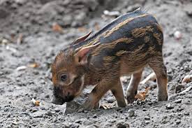 A Single Red River Hog Baby Born At Berlin Zoo Red River Hog Zooborns Baby Animals Pictures