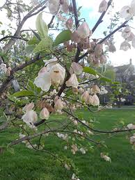 Image result for Halesia