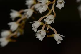 Image result for Microcoelia globulosa