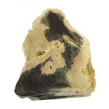 The petrified wood set can be commissioned from quikiza in berg. Petrified Wood For Sale Fossilicious
