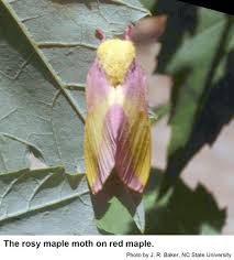 The male is slightly smaller than the female. Greenstriped Mapleworm Nc State Extension Publications