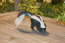 Need skunk removal in your hometown? How To Get Rid Of Skunks Forget About Them Forever Pestkilled