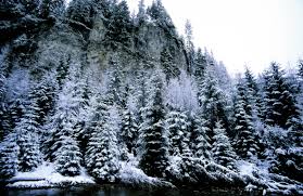 Hectare intregi de paduri de conifere, in special de pin silvestru si pin negru, ar putea fi compromise prin atacul gindacilor de scoarta. PÄƒduri De Molid In MaramureÈ™ Peterlengyel