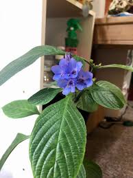 Image result for Eranthemum pulchellum