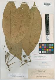 Image result for Glenniea africana