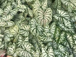 Colorful Caladiums - Plant Talk