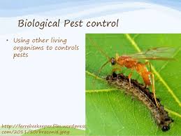 Free comparisons, demos & price quotes. Natural Pest Control In The Garden