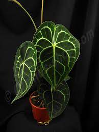 White veins create interesting patterns that stand out from other plants. Anthurium Clarinervium Imported Plant Claessen Orchids