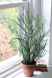 Learn how in our guide. The New It Houseplant Gardenista
