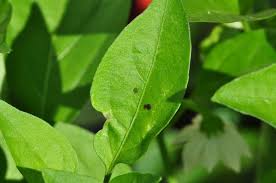 Maybe you would like to learn more about one of these? Tiny Black Spots On Pepper Leaves And How To Get Rid Of Them
