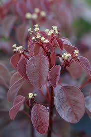 Image result for Euphorbia cotinifolia