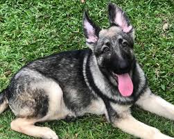 New and used items, cars, real estate, jobs, services ckc registered german shepherd female puppy, black and tan puppy top european bloodlines, parents have excellent temperaments, health. Silver Sable Puppy Athos Bishop The Old German Shepherd Facebook