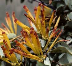 Image result for Agelanthus natalitius
