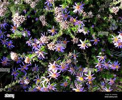 Image result for Felicia filifolia