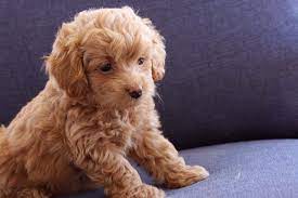 Pin On Mini Golden Doodle