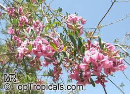 Image result for Virgilia