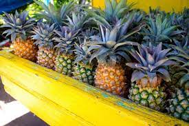 There's a daily market in the capital of st. Antigua Black Pineapple Taste The World S Sweetest Pineapple