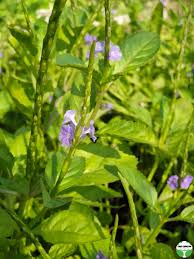 Image result for Stachytarpheta indica