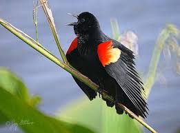 Red Winged Blackbird I Love These Birds Their Song Sounds Like A Phone Ringing Therefore We Refer To Them As Black Bird Red Wing Blackbird Amazon Birds