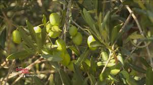 Les Saveurs De L Huile D Olive Les Carnets De Julie Youtube