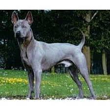 You'll be asked to provide information about yourself and what you are. Thai Ridgeback Puppies For Sale From Reputable Dog Breeders