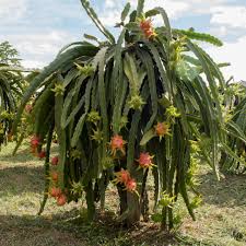 Check spelling or type a new query. Kenapa Pohon Buah Naga Paket Kebun Rumah Infarm Id Facebook