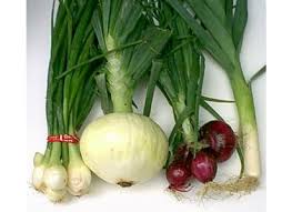 Image result for Amaryllidaceae