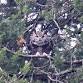 Great Horned Owls: Hunting & Feeding