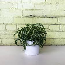 Image result for Chlorophytum stolzii