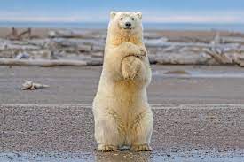 Polar bear standing on hind feet at churchill, manitoba. How Tall Is A Polar Bear Standing Up Polar Bear Facts