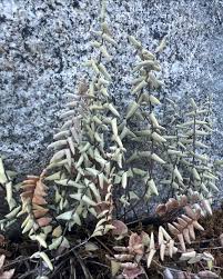 Image result for Pellaea dura