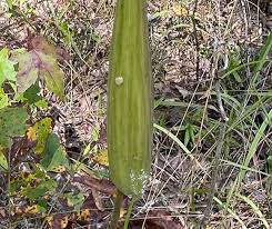 Image result for Asclepias grandirandii